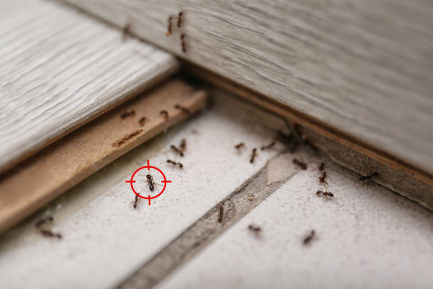 Best Flea Control Services  in Leadington, MO