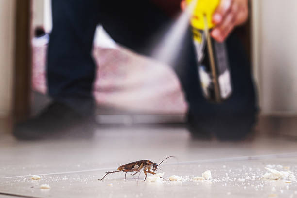 Best Spider Control Near Me  in Leadington, MO